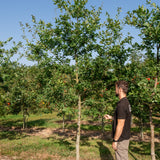 Quercus robur NWT Products 25 26 0004 2