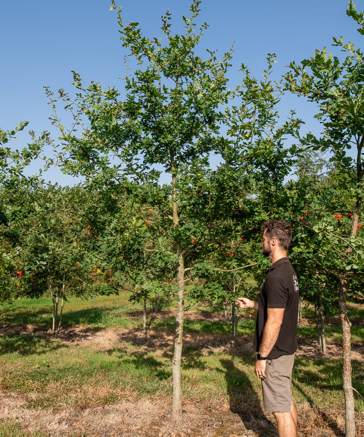 Quercus robur NWT Products 25 26 0004 2