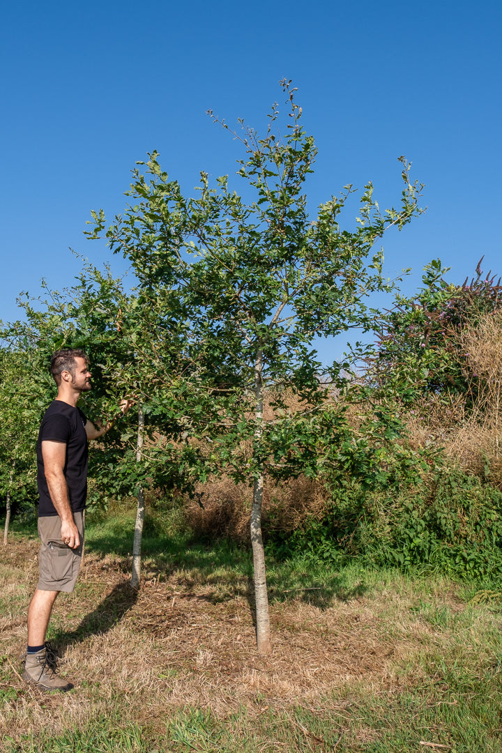 Quercus robur NWT Products 25 26 0004