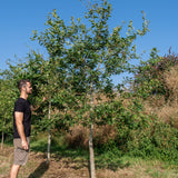 Quercus robur NWT Products 25 26 0004