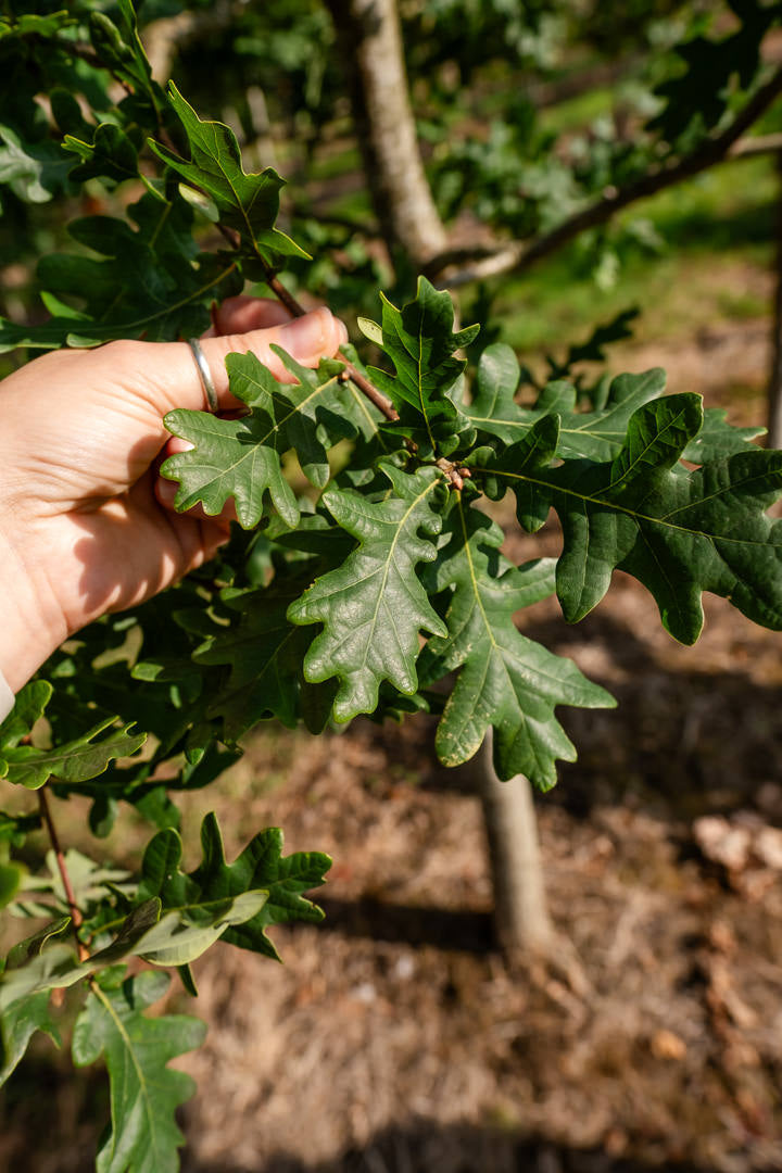 Quercus robur NWT Products 25 26 0007