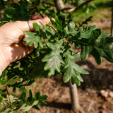 Quercus robur NWT Products 25 26 0007