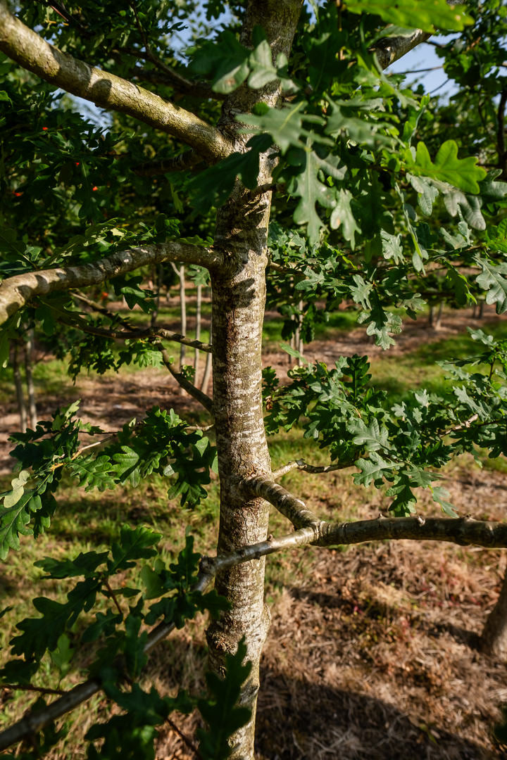 Quercus robur NWT Products 25 26 0009