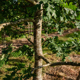 Quercus robur NWT Products 25 26 0009