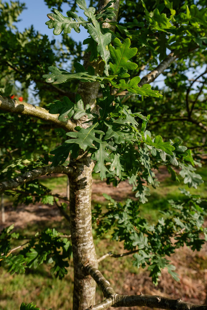 Quercus robur NWT Products 25 26 0010