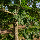 Quercus robur NWT Products 25 26 0010