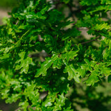 NWT 2024 Stock photos