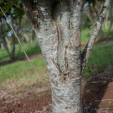 Quercus robur ‘Fastigiata Koster 1001x1500 1