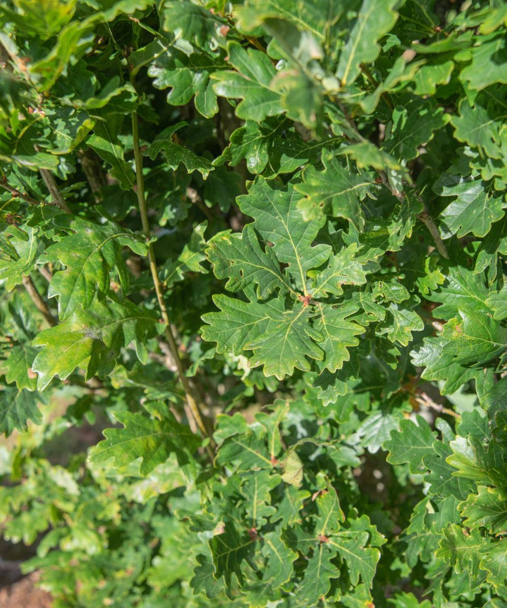 Quercus robur ‘Fastigiata Koster 2 1001x1500 1
