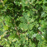 Quercus robur ‘Fastigiata Koster 2 1001x1500 1
