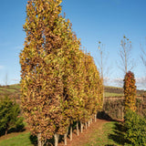 Quercus robur ‘Fastigiata Koster 3 1001x1500 1