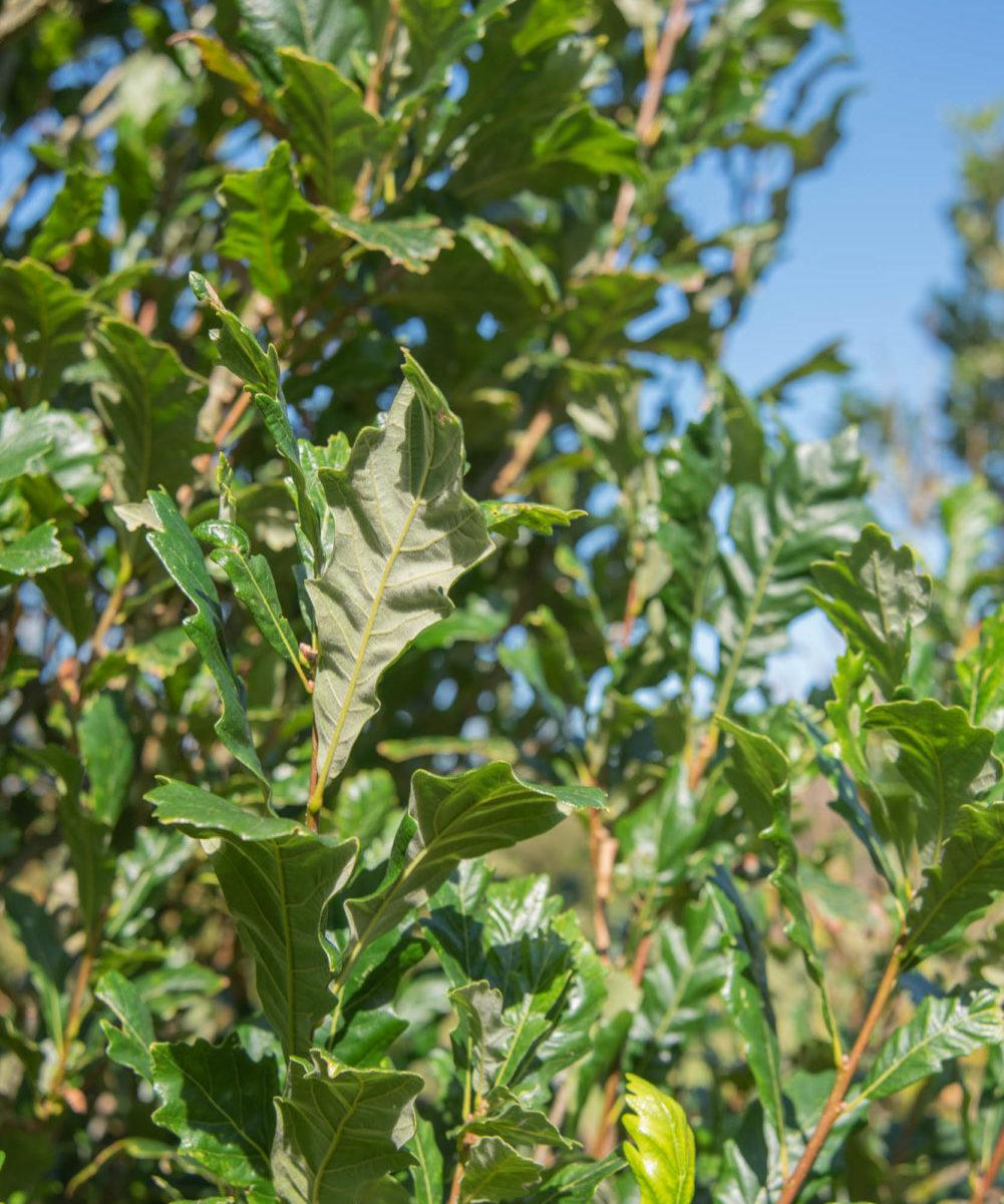 Quercus x warei ‘Regal Prince 2 1001x1500 1