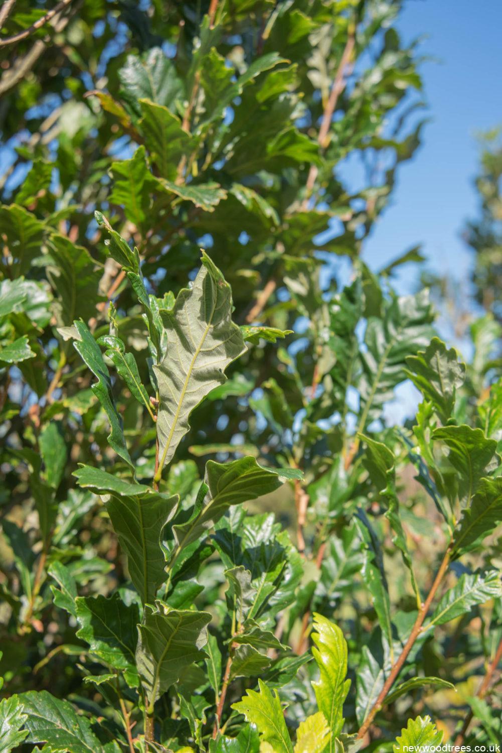 Quercus x warei ‘Regal Prince 2 1001x1500 1