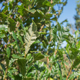 Quercus x warei ‘Regal Prince 2 1001x1500 1