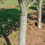 Quercus x warei ‘Regal Prince 996x1500 1