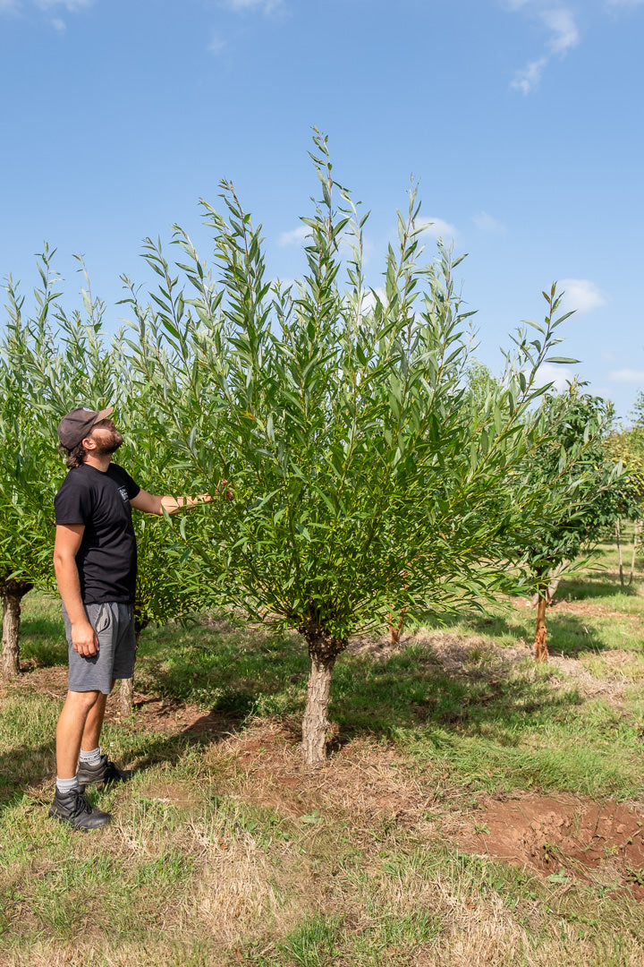 Salix Alba NWT Products 25 26 0006