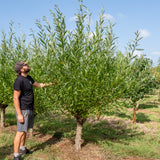 Salix Alba NWT Products 25 26 0006