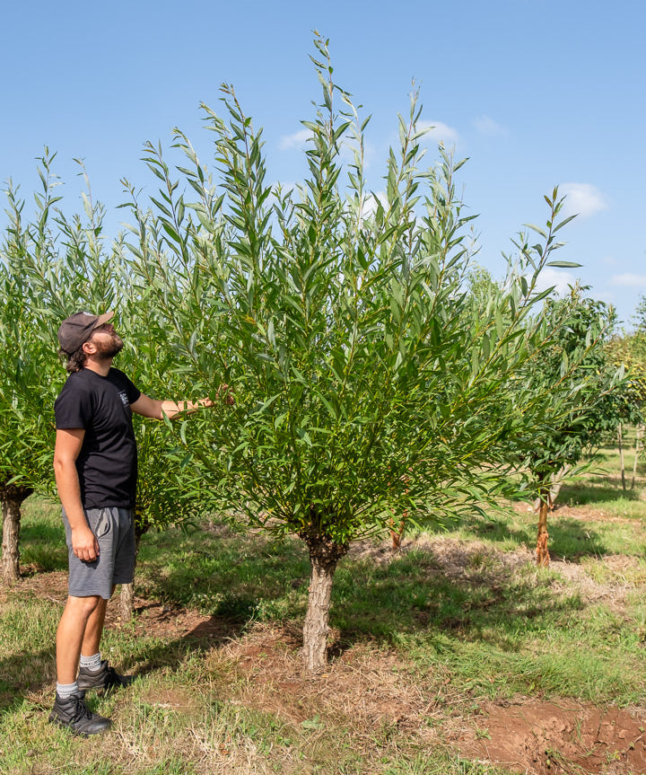 Salix Alba NWT Products 25 26 0006