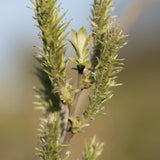 Salix alba 1 1 1663x2491 1
