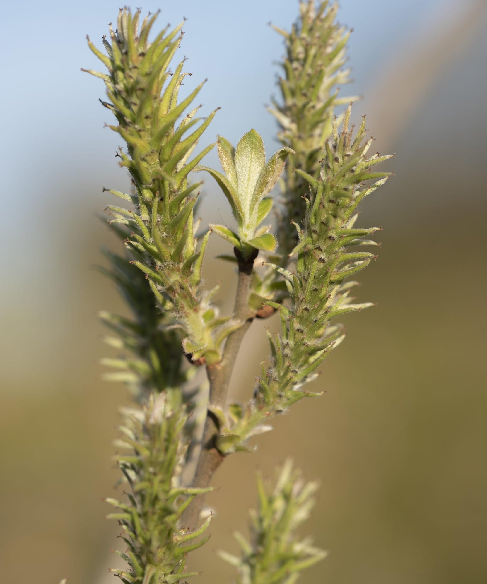 Salix alba 1 1 1663x2491 1