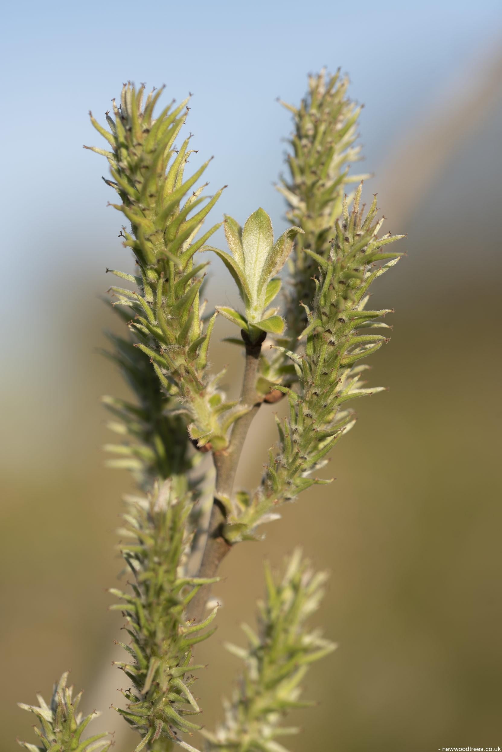Salix alba 1 1 1663x2491 1