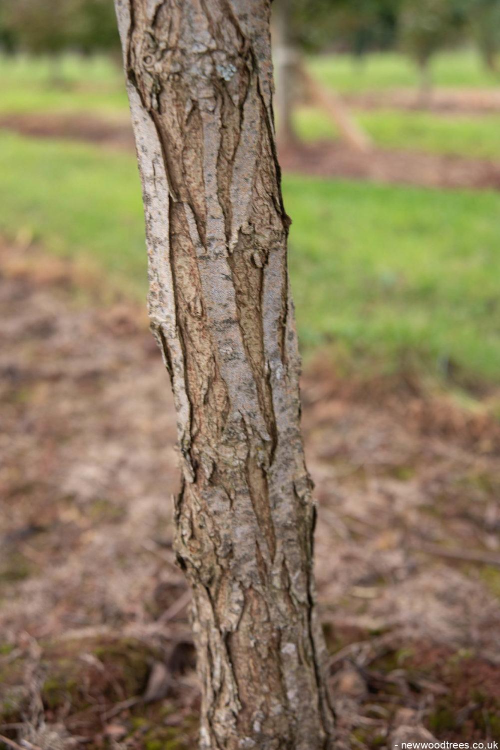 Salix alba 1001x1500 1