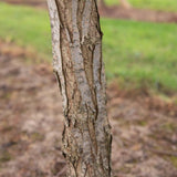 Salix alba 1001x1500 1