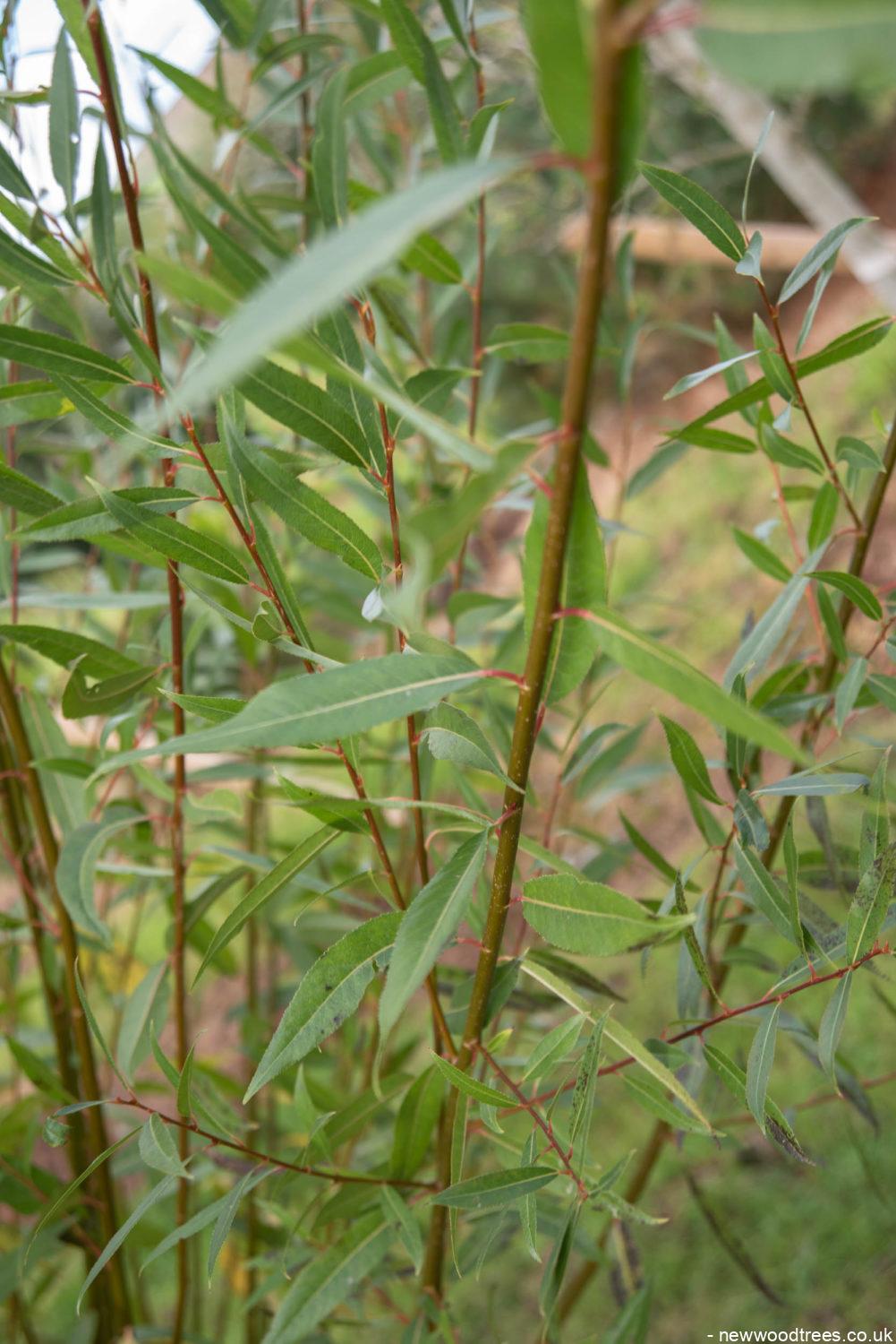 Salix alba 2 1001x1500 1