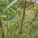 Salix alba 2 1001x1500 1