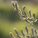 Salix alba 3 1 1663x2491 1