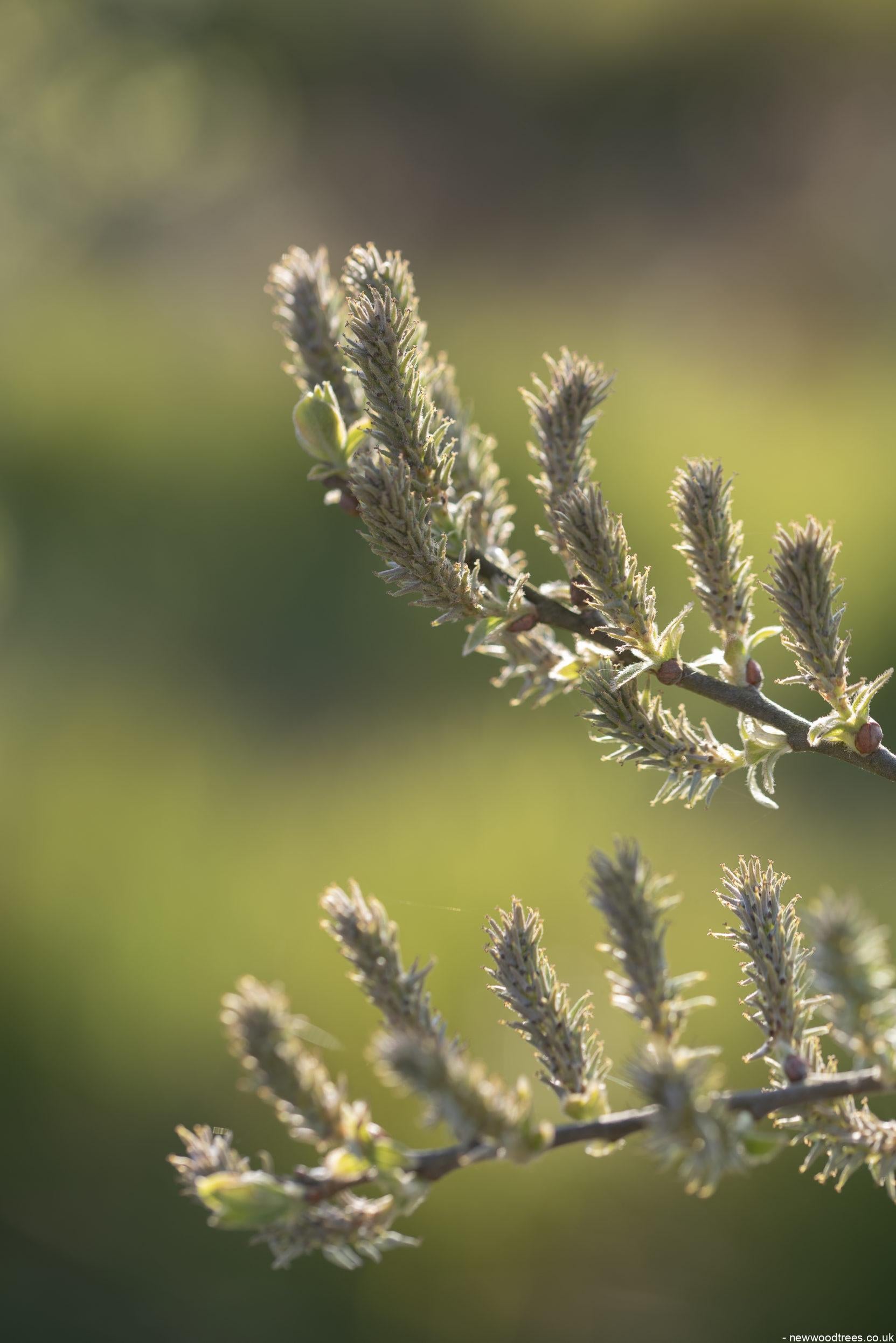 Salix alba 3 1 1663x2491 1