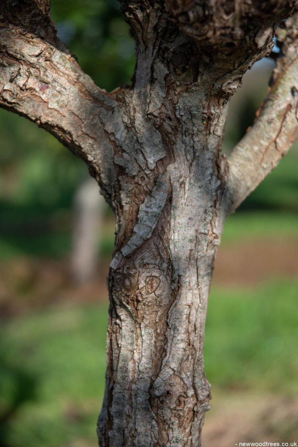 Salix alba 3 1001x1500 1