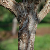 Salix alba 3 1001x1500 1