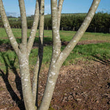 Salix caprea Bark scaled