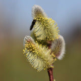 Salix caprea Flower scaled