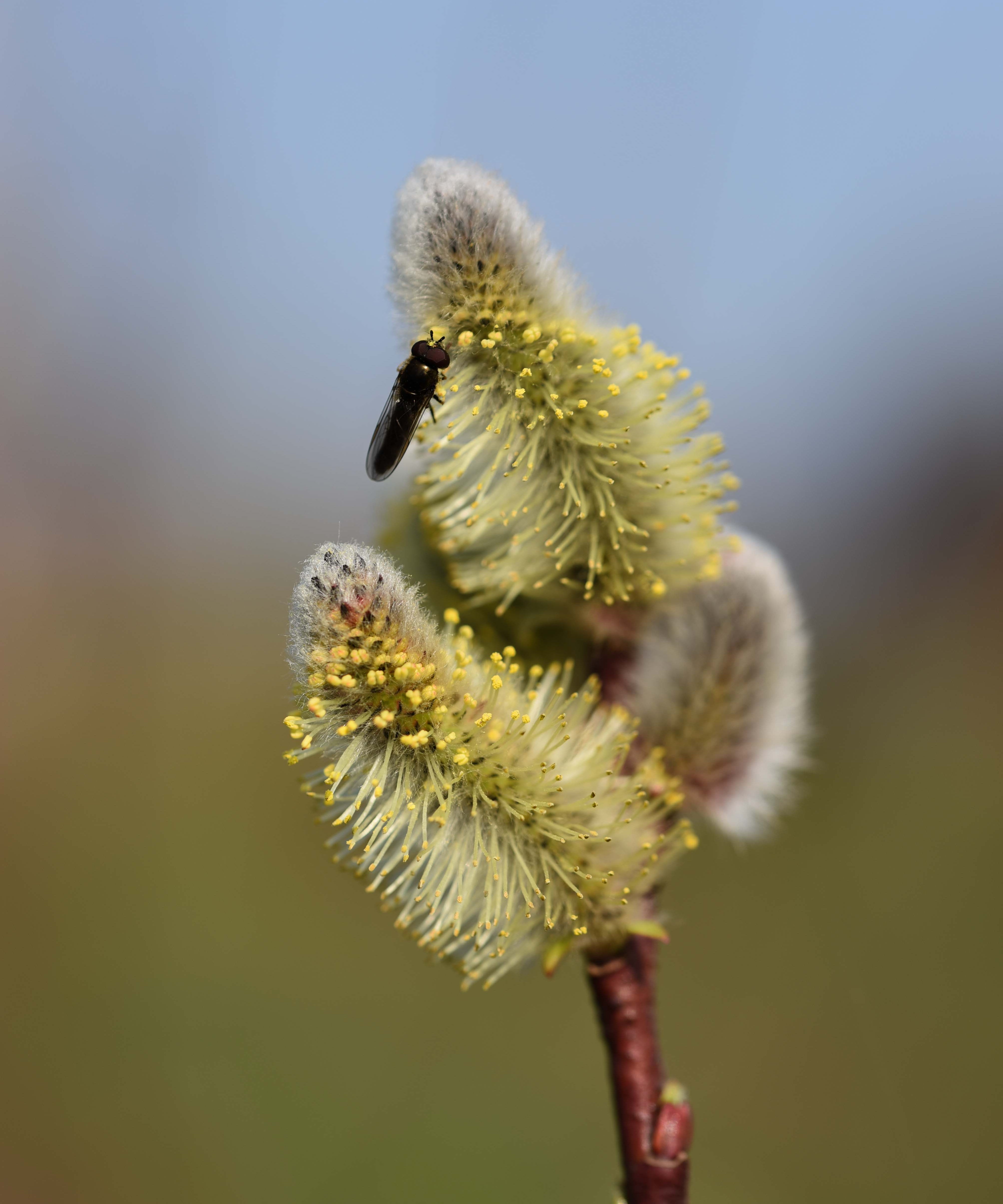 Salix caprea Flower scaled