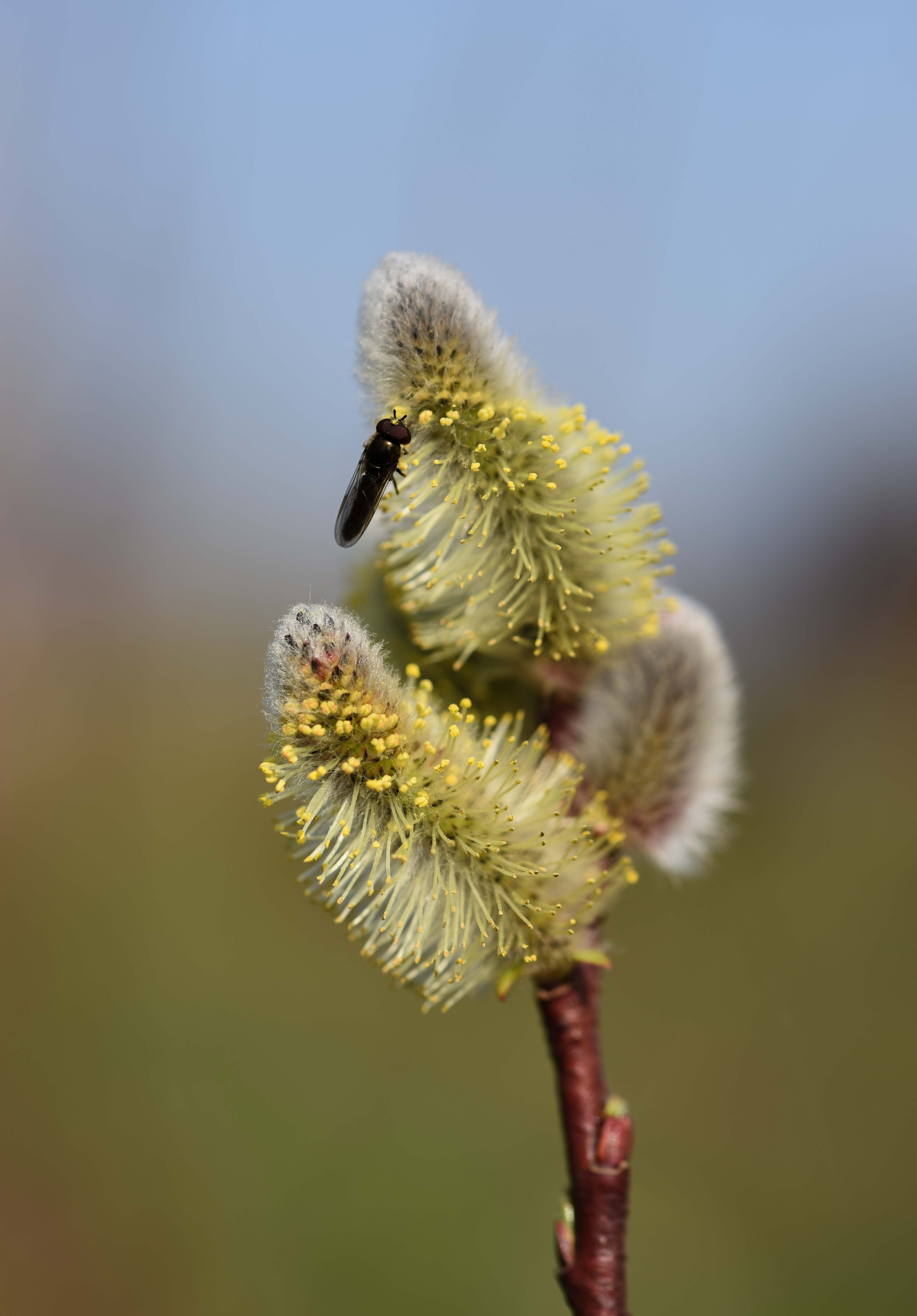 Salix caprea Flower scaled