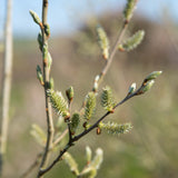 Salix caprea Flowers 2 scaled
