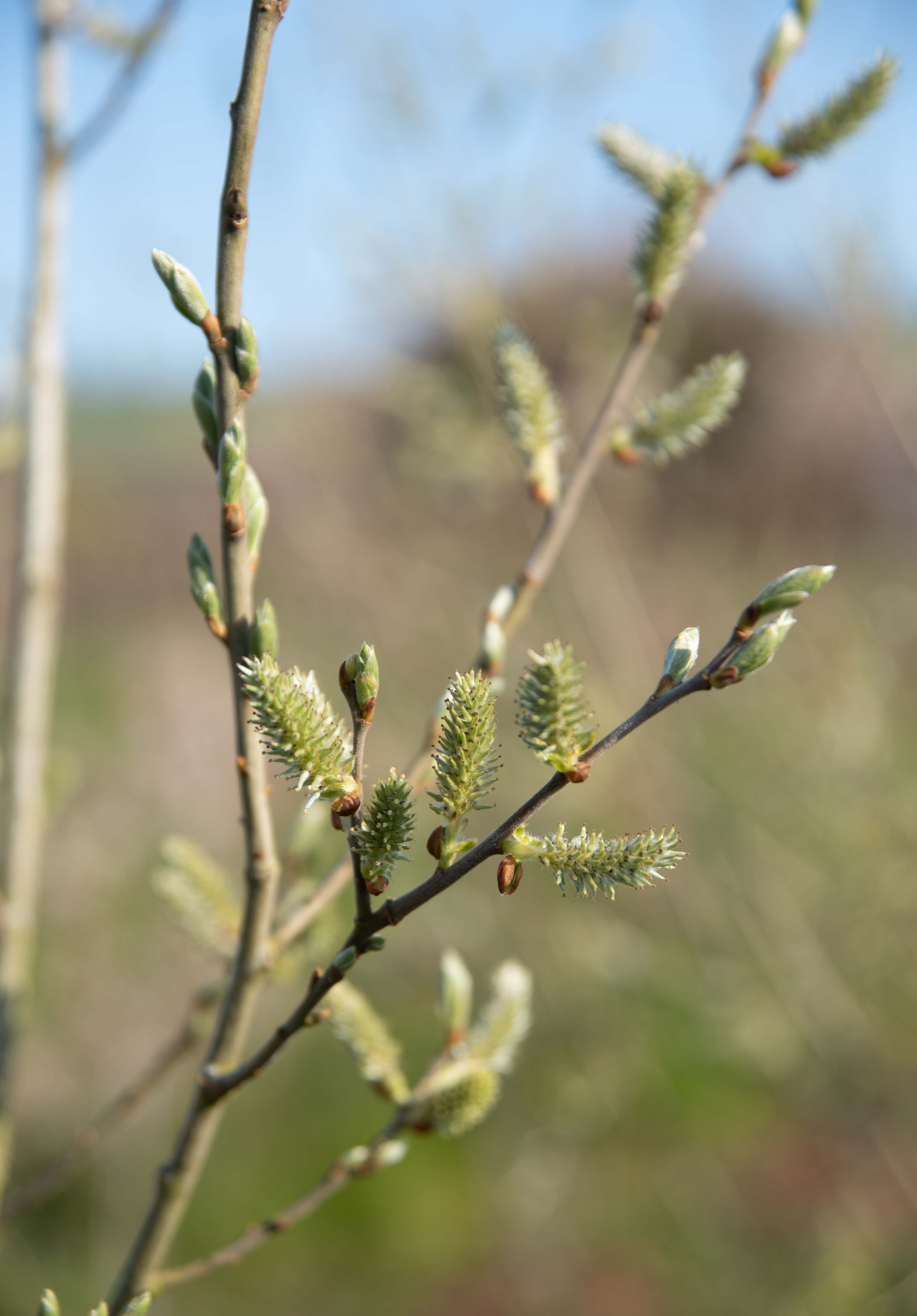 Salix caprea Flowers 2 scaled
