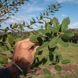 Salix caprea Leaves scaled