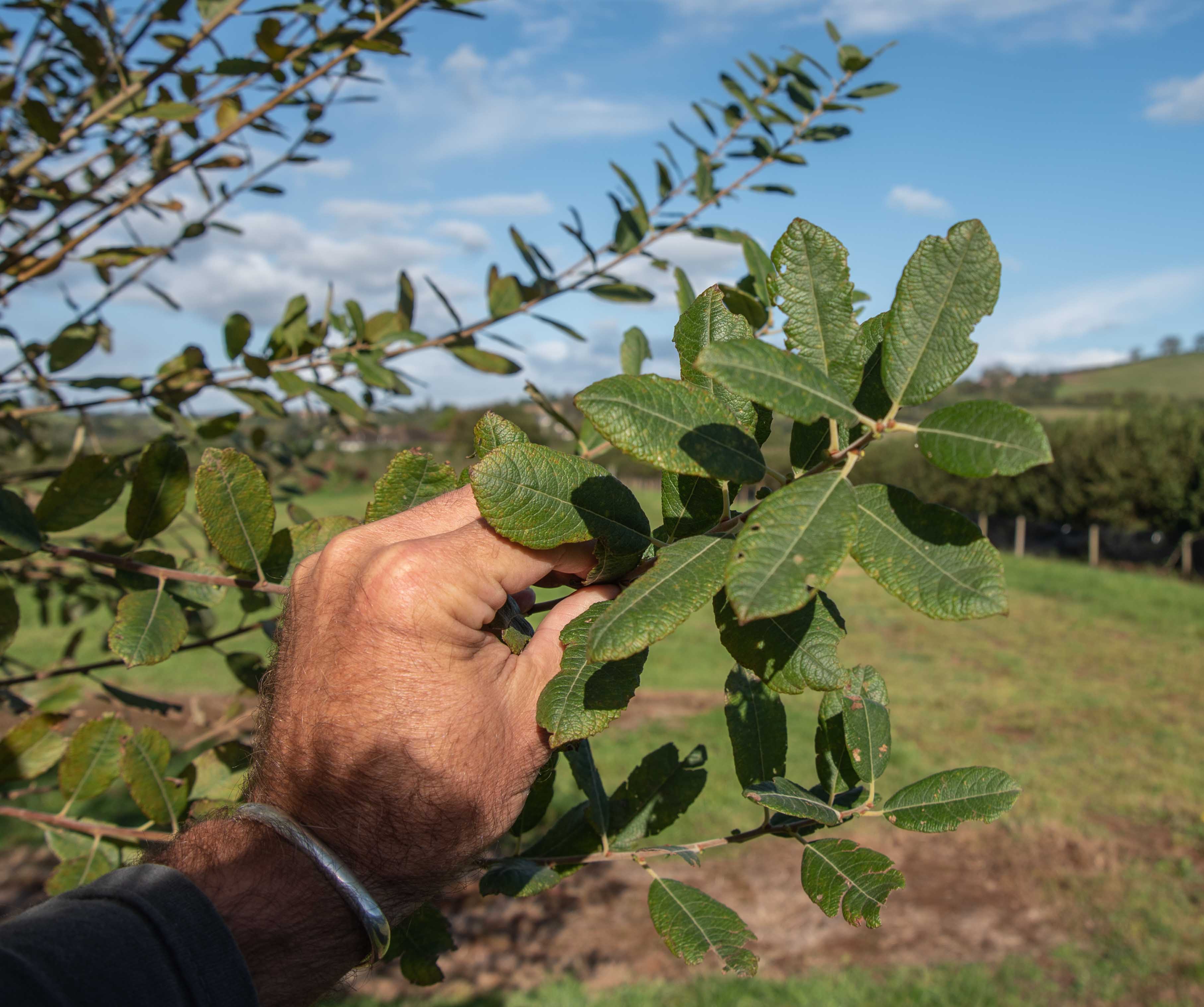 Salix caprea Leaves scaled