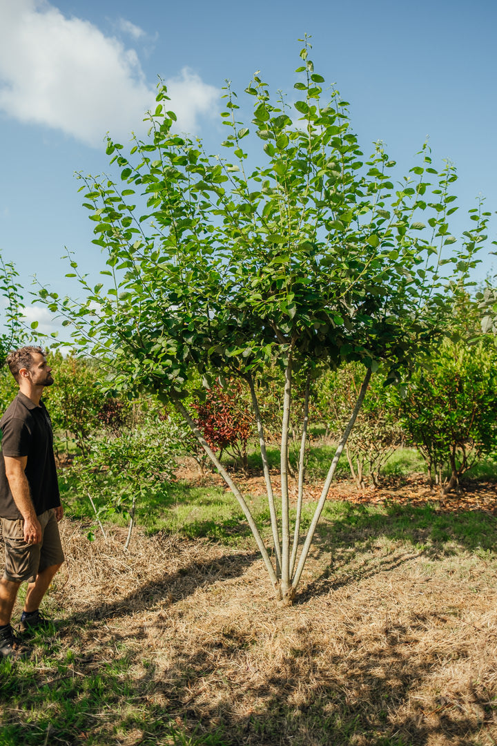 Salix caprea NWT products 25 26 6