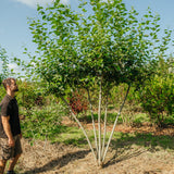 Salix caprea NWT products 25 26 6