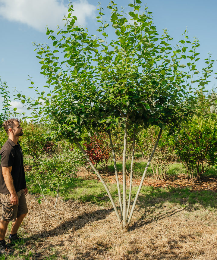 Salix caprea NWT products 25 26 6