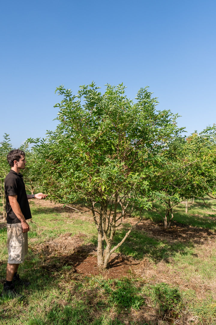 Sambucus nigra NWT Products 25 26 0002