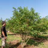 Sambucus nigra NWT Products 25 26 0002