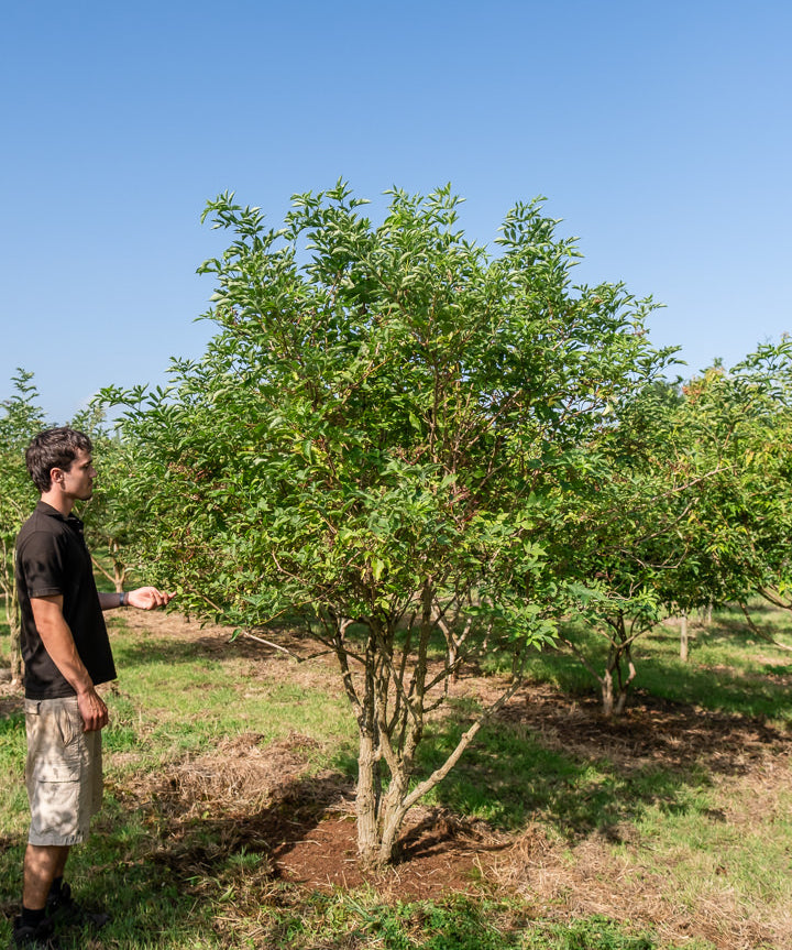 Sambucus nigra NWT Products 25 26 0002