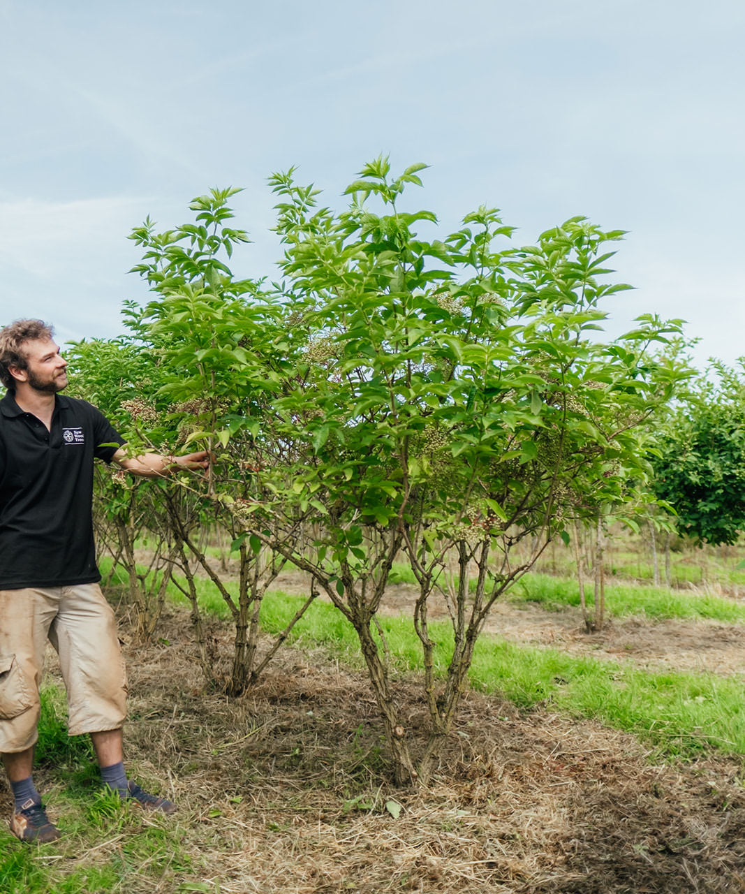 Sambucus nigra grown by New Wood Trees