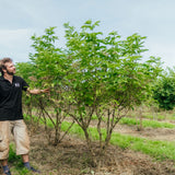 Sambucus nigra grown by New Wood Trees