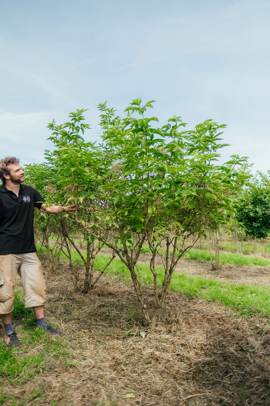 Sambucus nigra grown by New Wood Trees